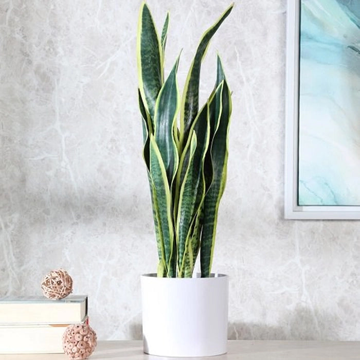 Snake Plant - Tall