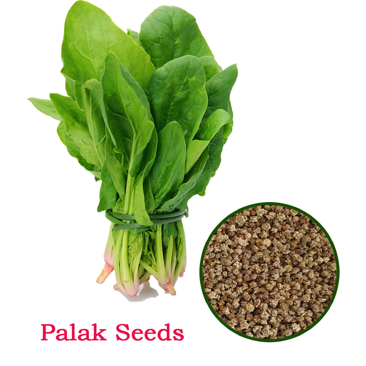 Palak Seeds