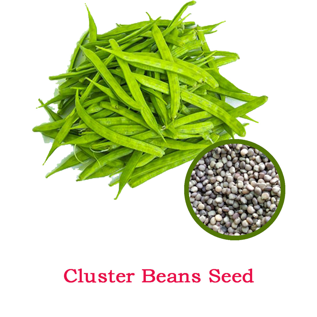 Cluster Beans Seeds