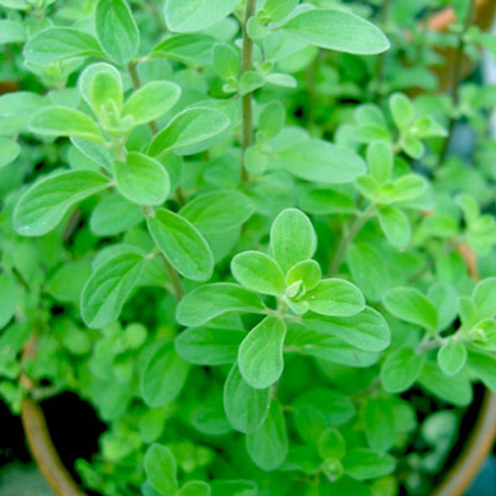 Sweet Marjoram Plant