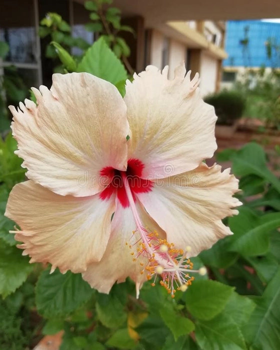 Hibiscus Plant - Sandal