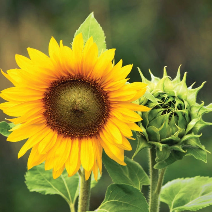 Sun Flower Seeds