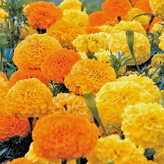 Samanthi - Marigold Plant