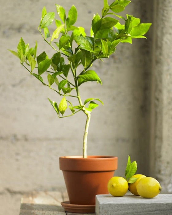 Lemon Plants with Nursery Cover