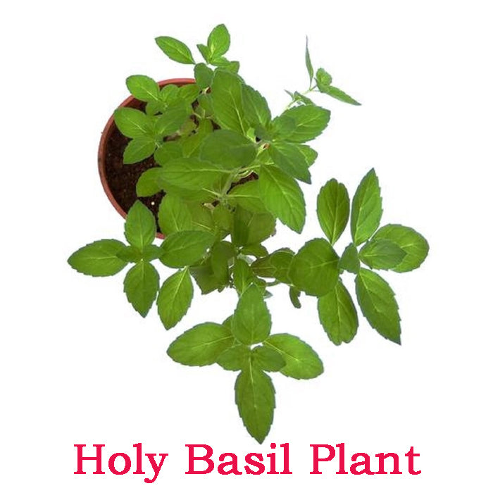 Holy Basil Plant