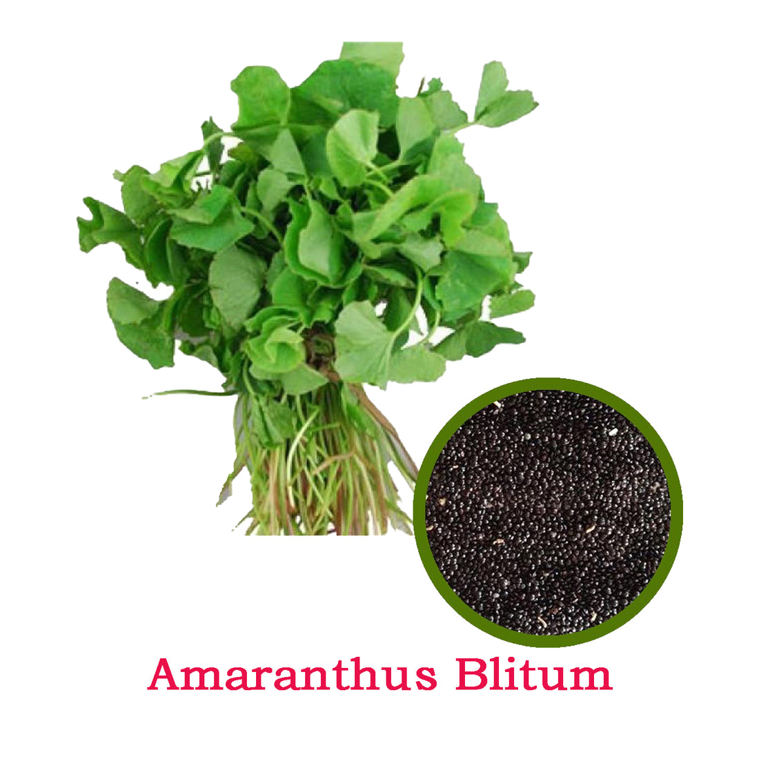 Amaranthus Blitum Spinach  Seeds