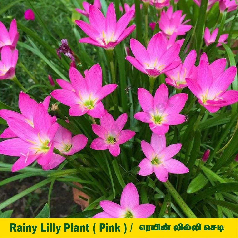 Rain Lily Plant - Pink Colour