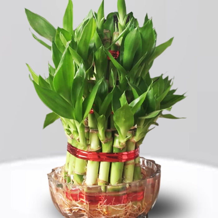 2 Layer Lucky Bamboo with Bowl