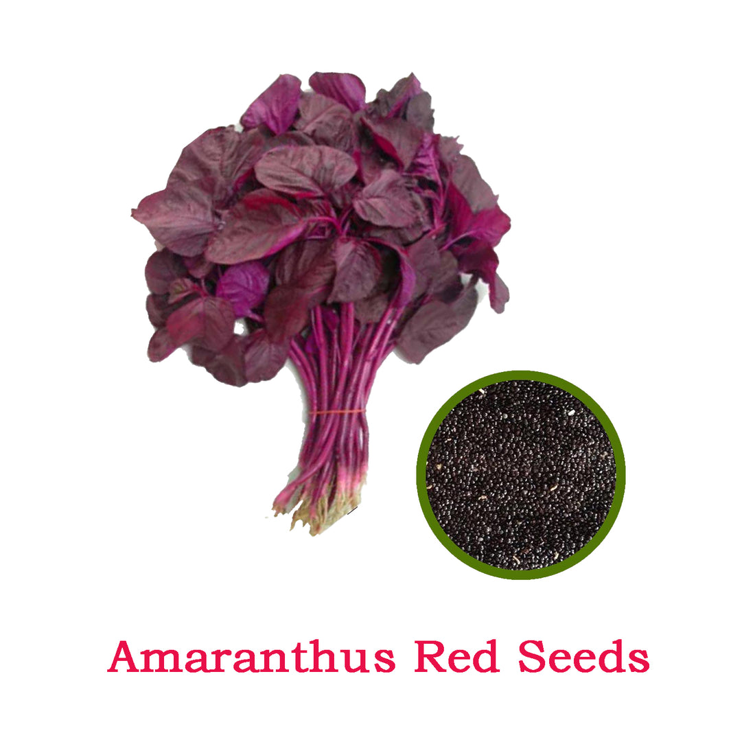 Amaranthus Red Seeds