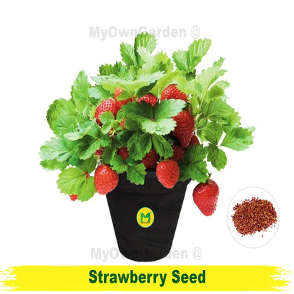 Strawberry Plant Seed