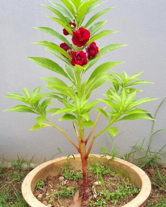 Balsam Plant - Red