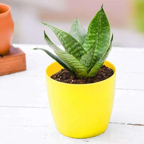 Snake Plant - (Green)