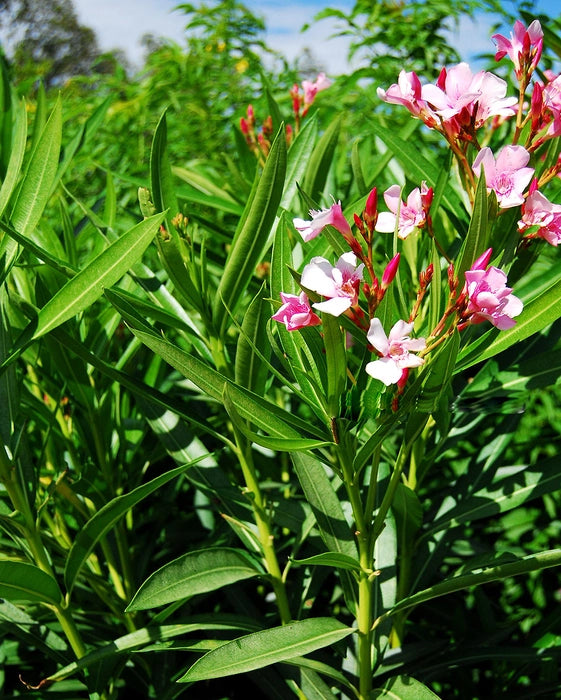 Arali Plant - Pink