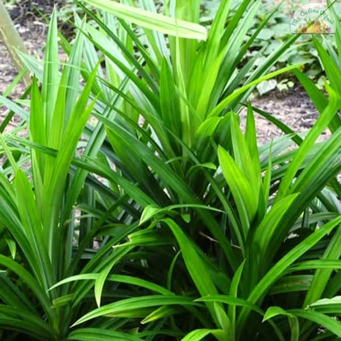 Ramba Leaf Plant