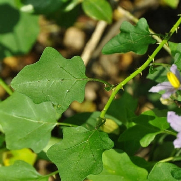 Solanum Trilobatum Plant