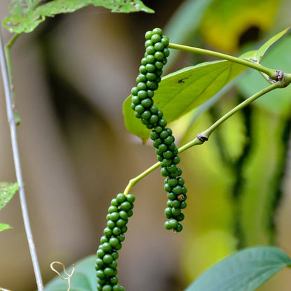 Pepper Plant