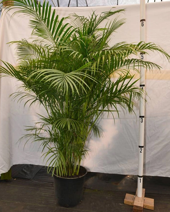 Areca Palm