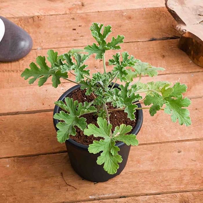 Green Malabar Spinach 