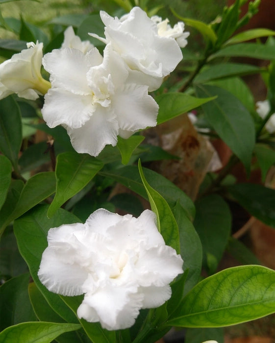 Nanthiyavattai Plant - Adukku