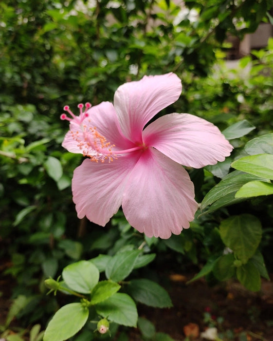 Hibiscus Plant - Pink