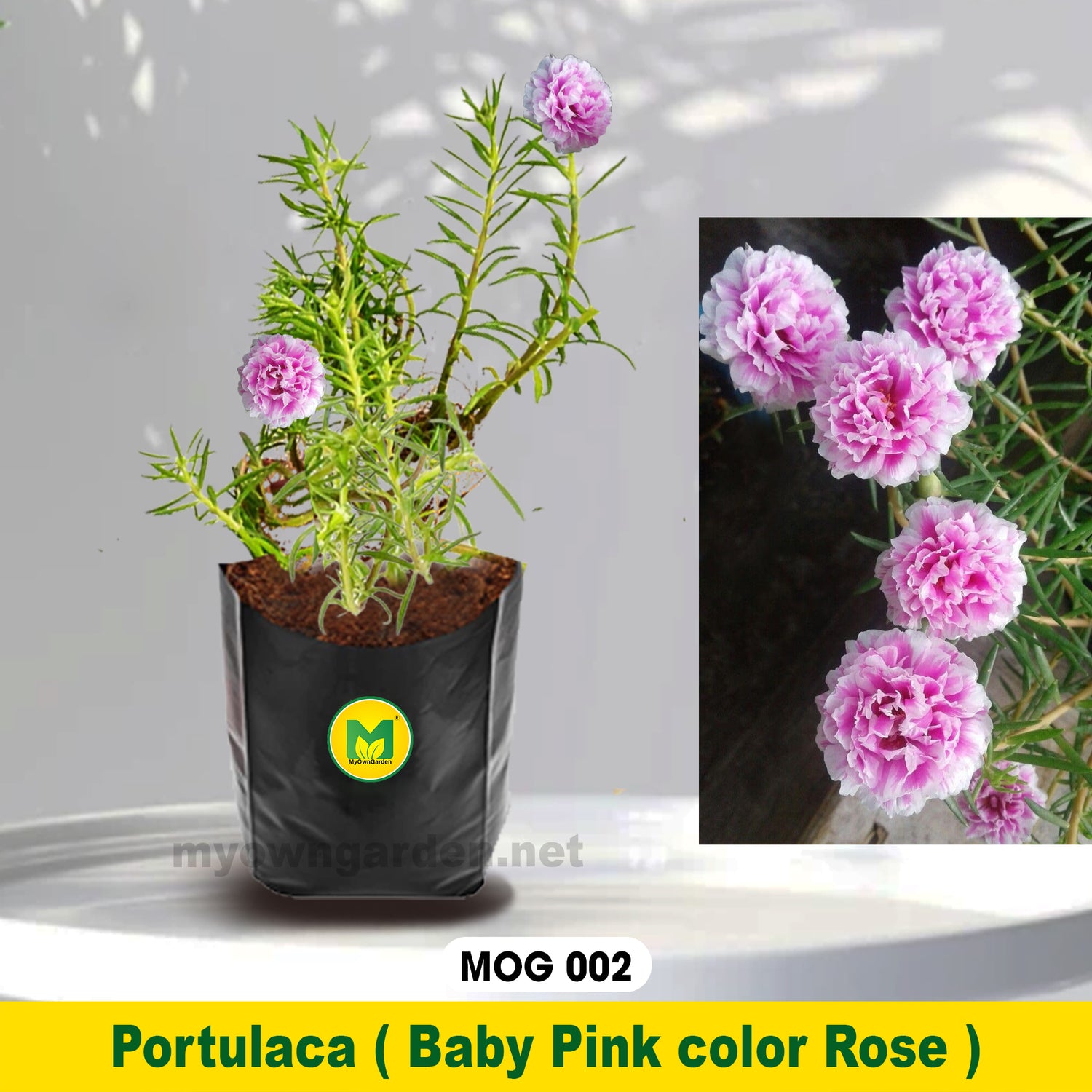 Portulaca Plant Baby Pink MOG-002