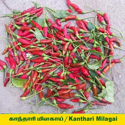 Kanthari Chilly Seed