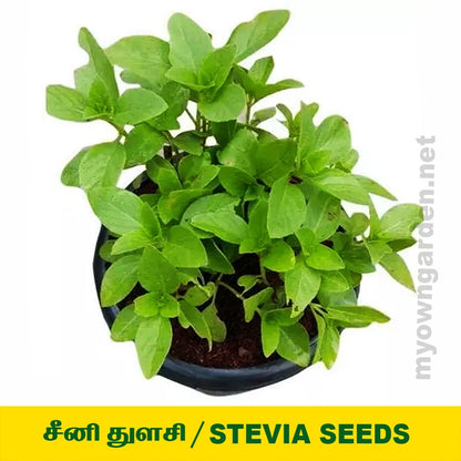 Stevia Seed