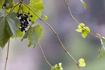 Paneer Grapes Plant