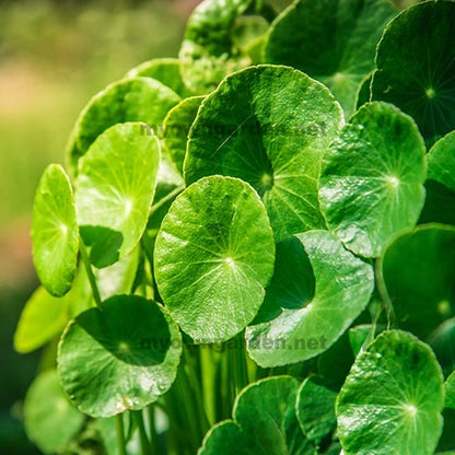 Indian Bennywort Plant