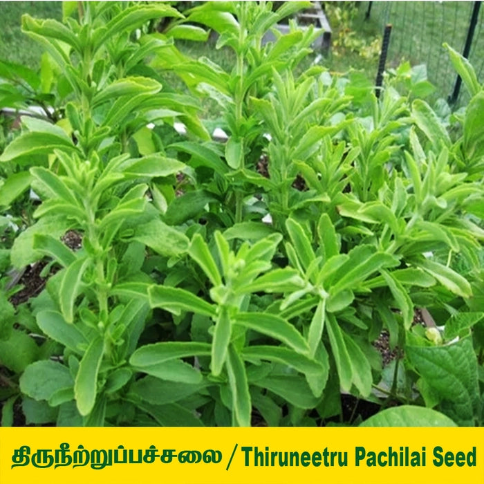 Sweet Basil or Killi Basil Seed