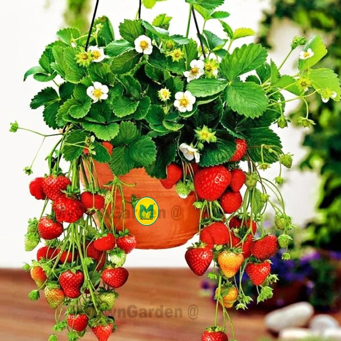 Strawberry Plant Seed