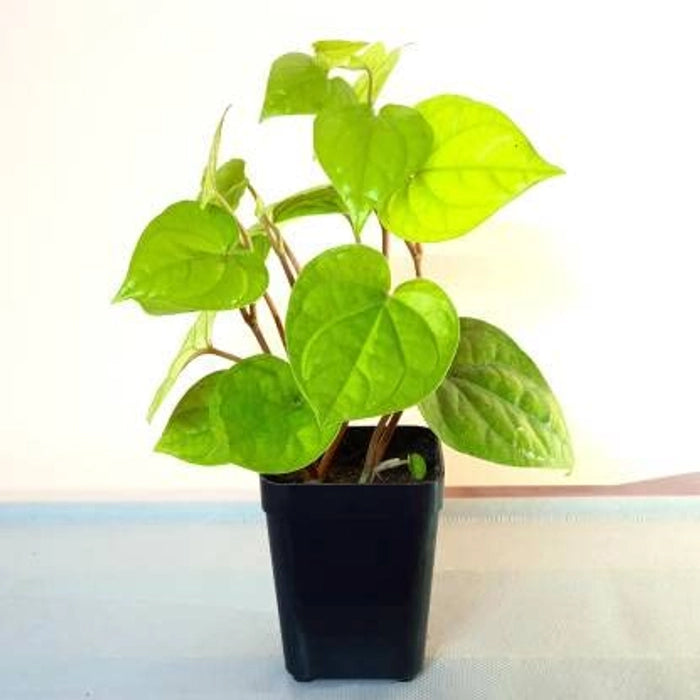 Betel Leaf Plant