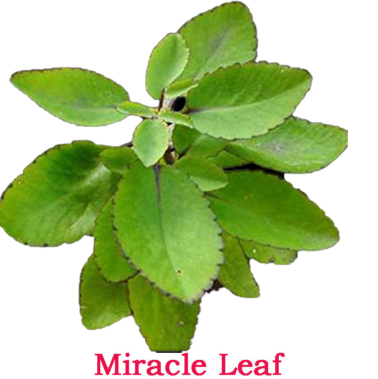 Miracle Leaf Plant ( Ranakalli Plant )