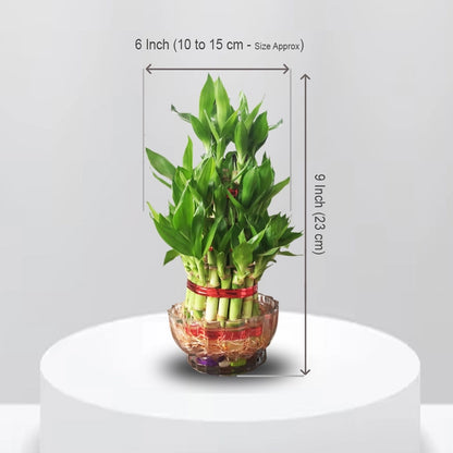 3 Layer Lucky Bamboo with Bowl