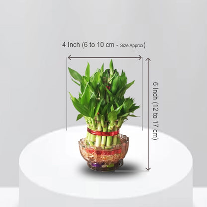 2 Layer Lucky Bamboo with Bowl