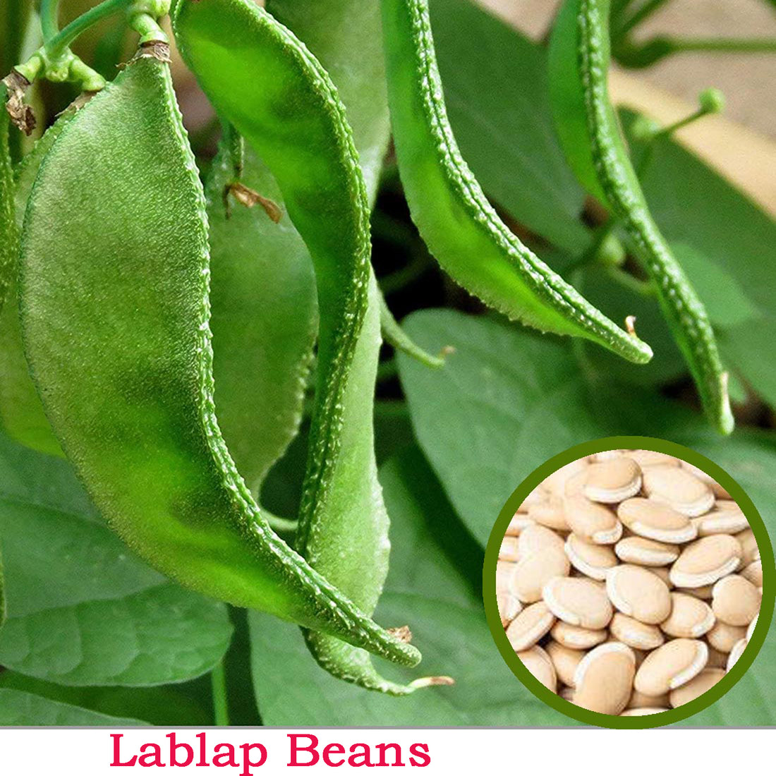 Laplap Beans Seed