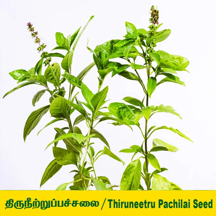 Sweet Basil or Killi Basil Seed