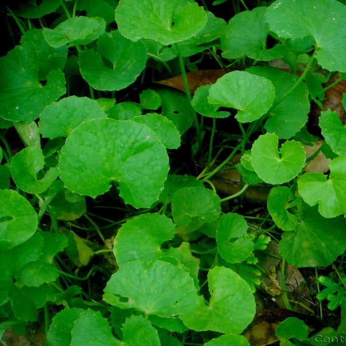 Indian Bennywrot Spinach