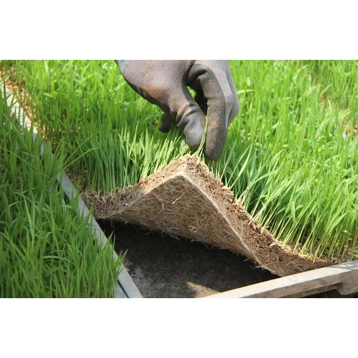 Paddy Tray - Weed Germination Tray