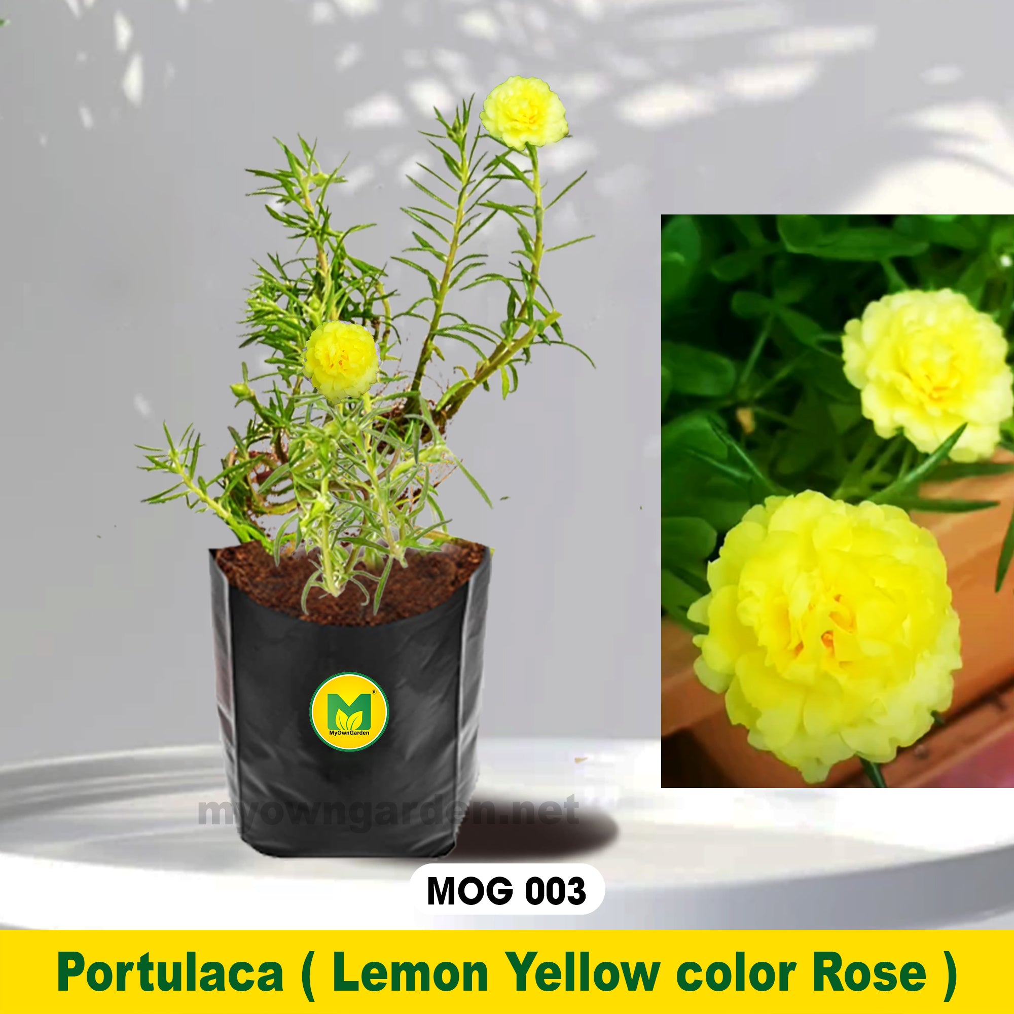 Portulaca Plant Lemon Yellow MOG-003