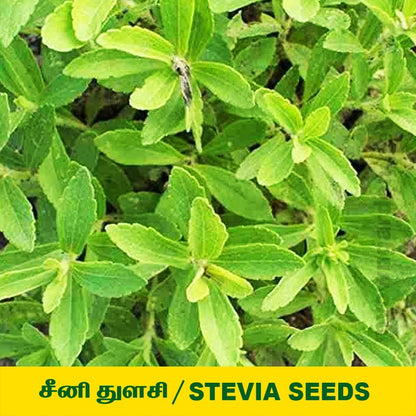 Stevia Seed