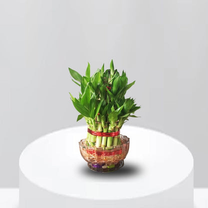 2 Layer Lucky Bamboo with Bowl