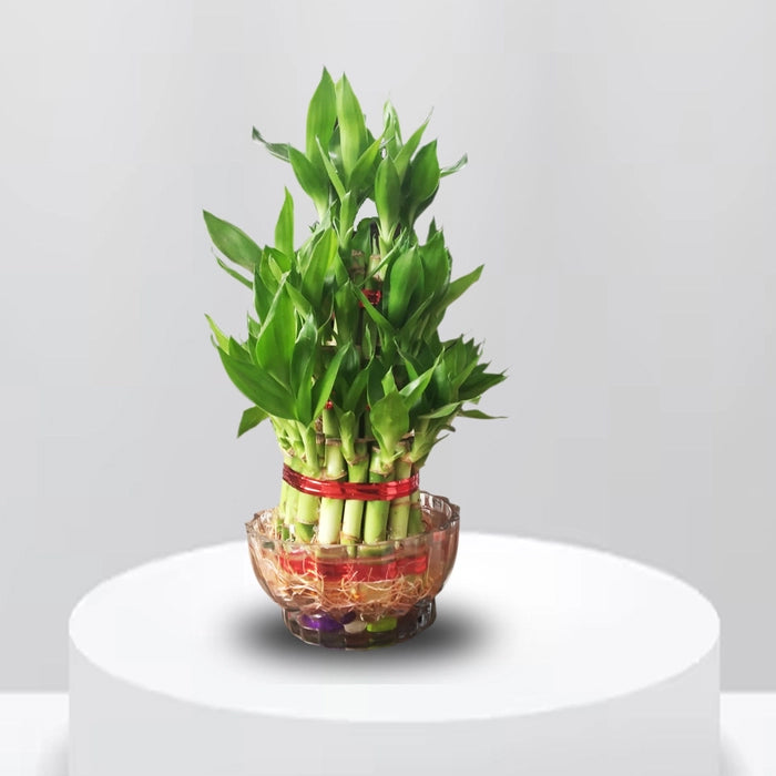 3 Layer Lucky Bamboo with Bowl