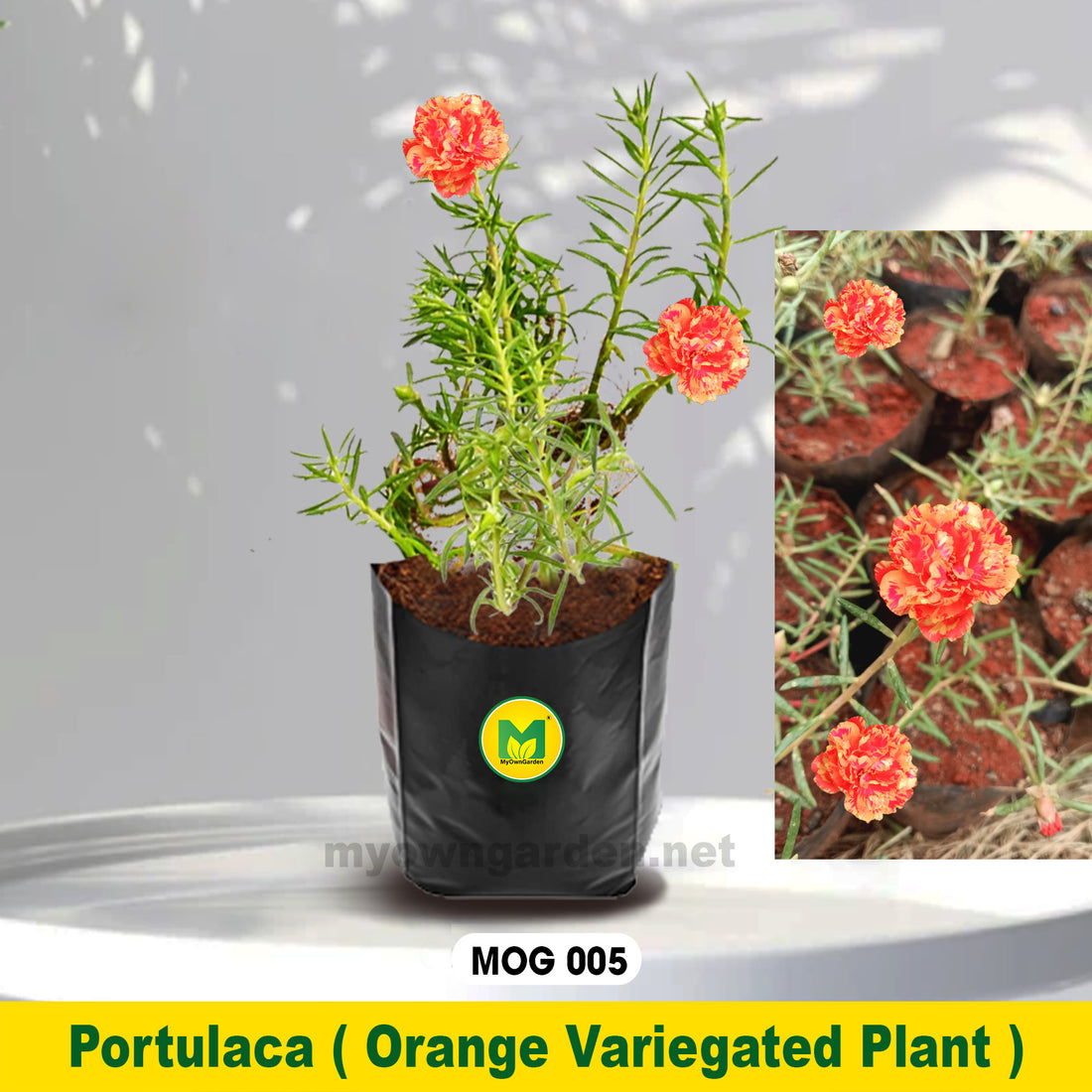 Portulaca Plant Orange Varicated MOG-005