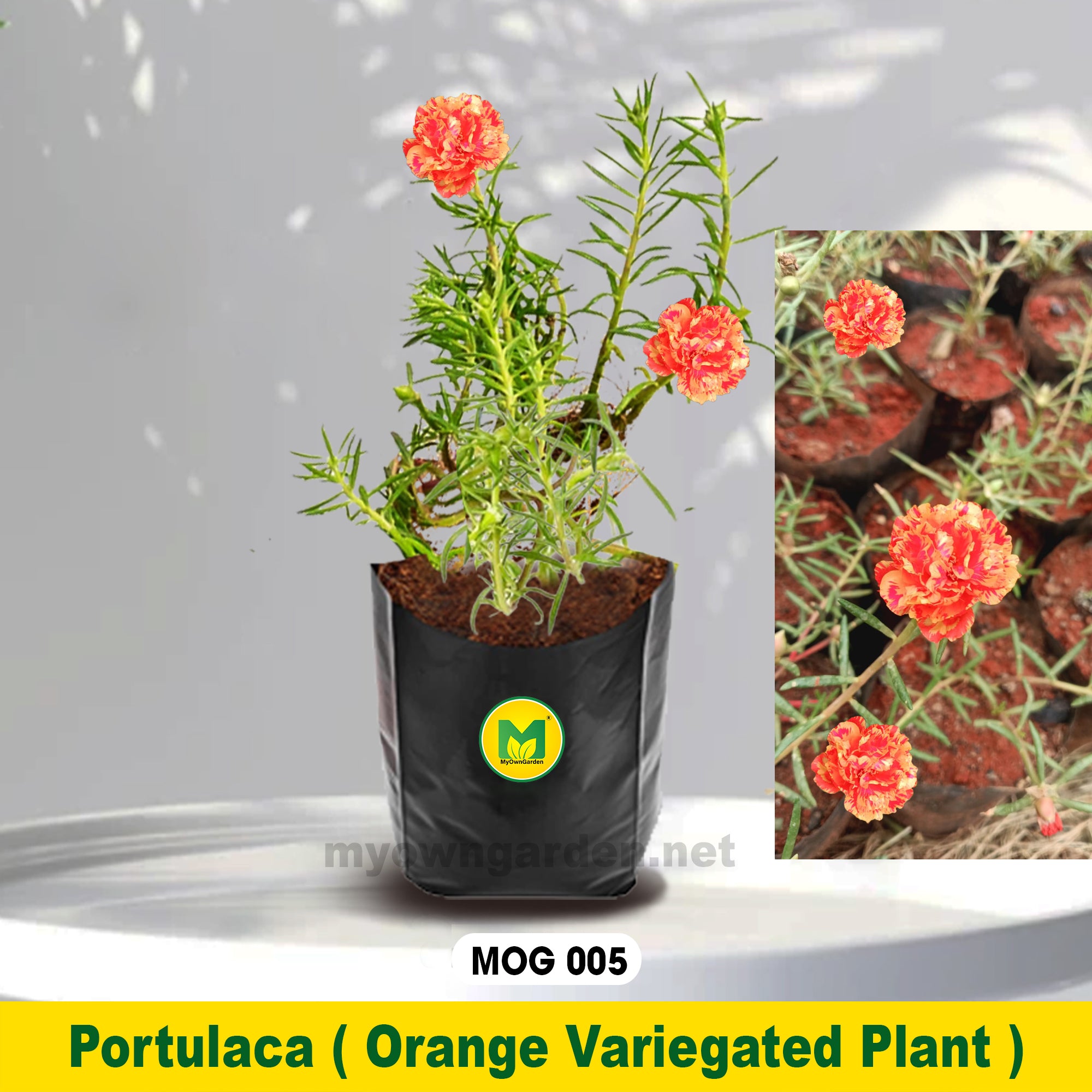 Portulaca Plant Orange Varicated MOG-005