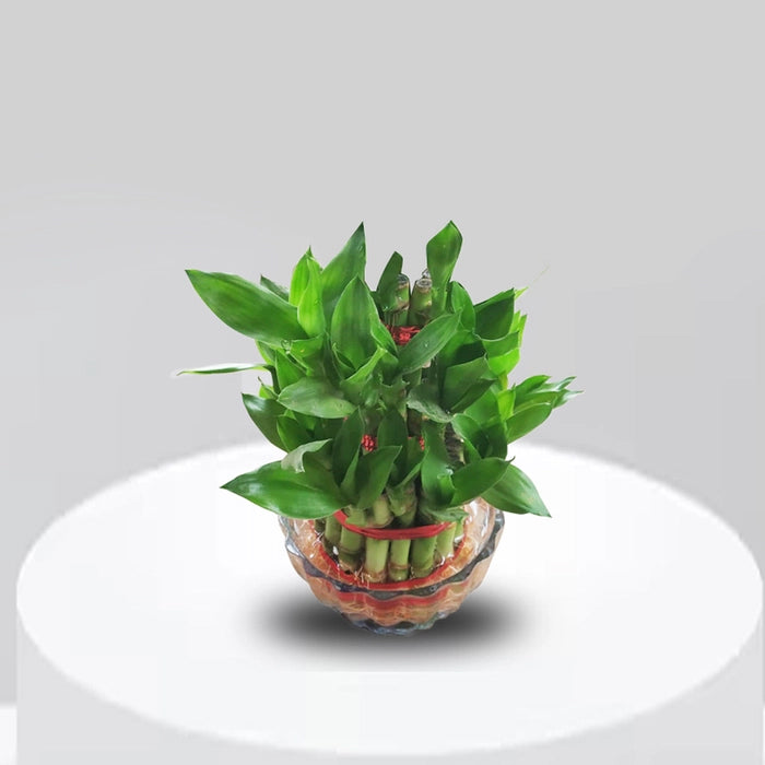 2 Layer Lucky Bamboo with Bowl