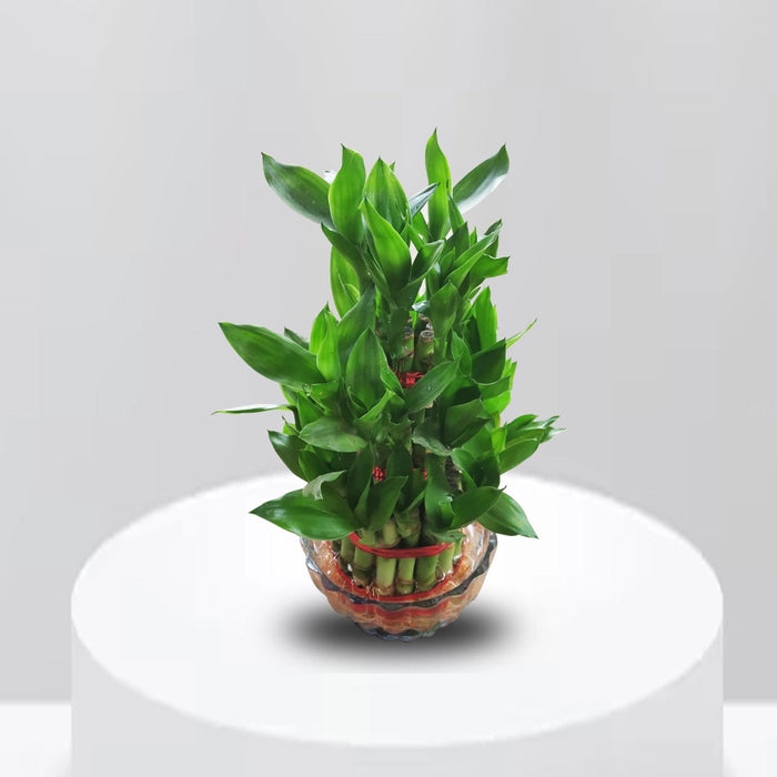 3 Layer Lucky Bamboo with Bowl