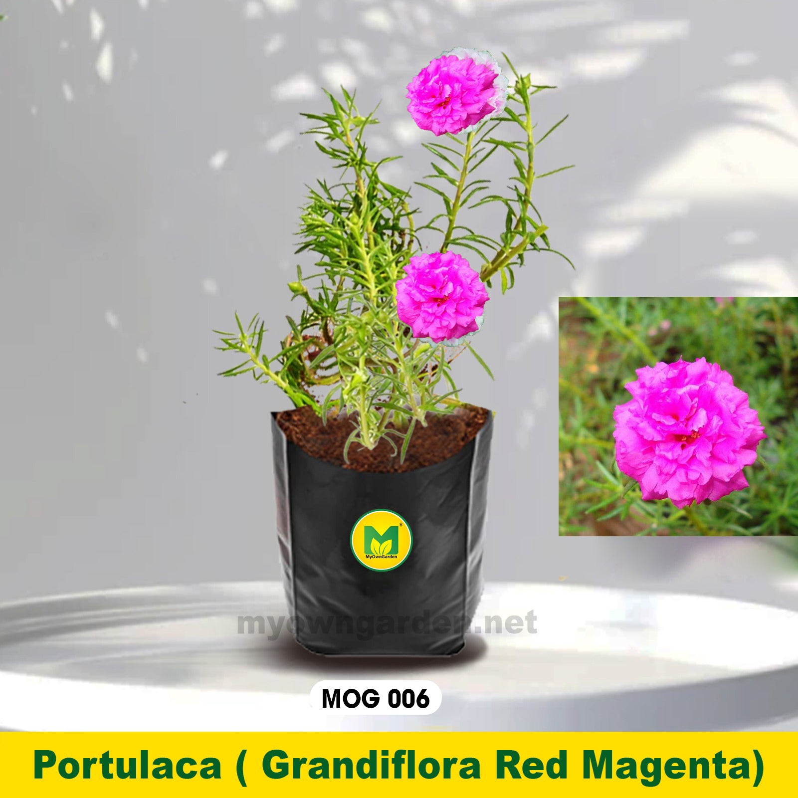 Portulaca Plant Pink Colour MOG-006