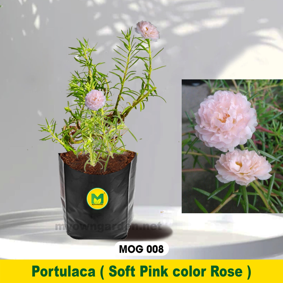 Portulaca Plant Soft Pink MOG-008