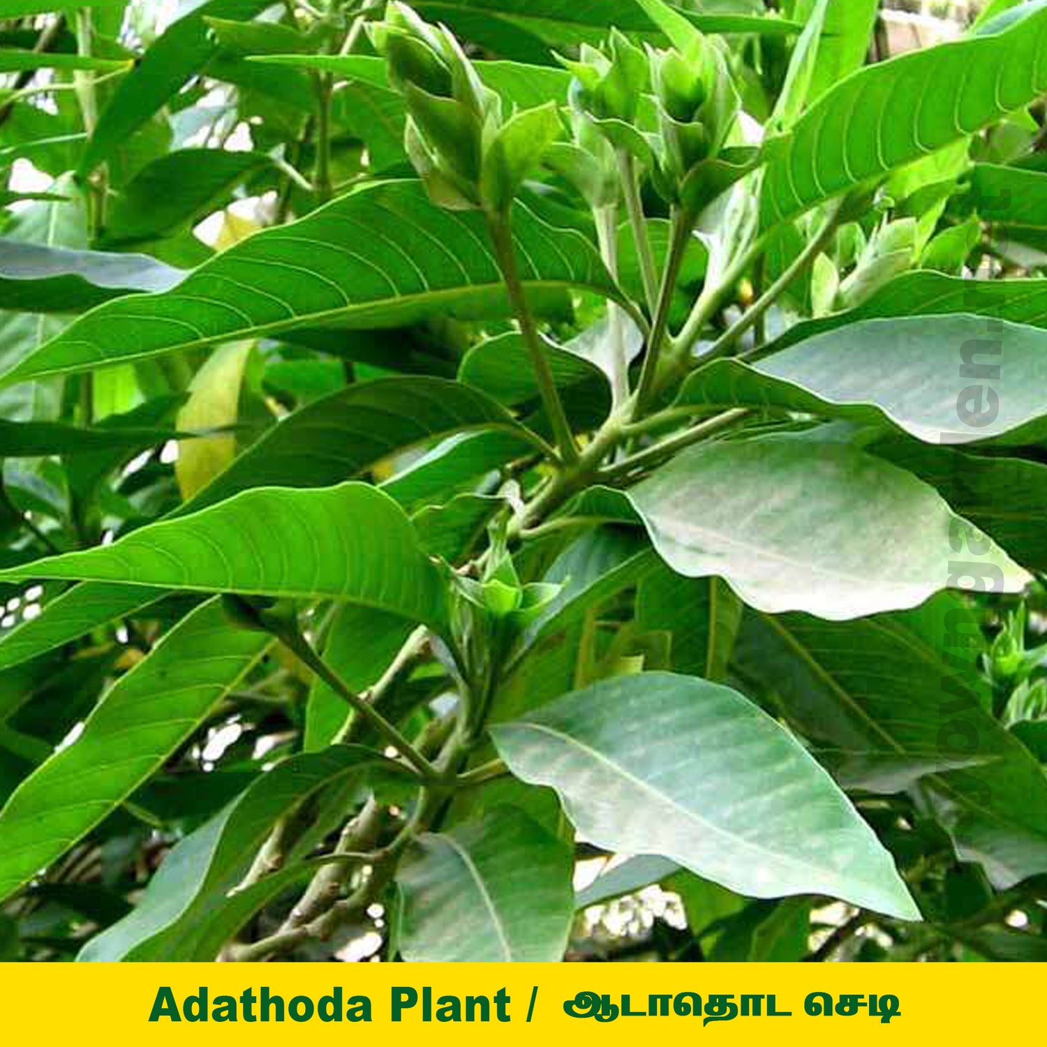 Malabar Nut Plant